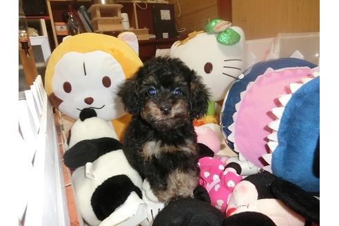成約済の神奈川県のトイプードル-34329の4枚目
