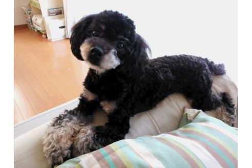 成約済の神奈川県のトイプードル-34329の3枚目