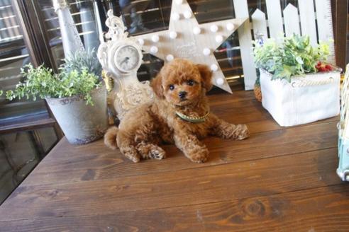 成約済の埼玉県のトイプードル-36815の5枚目