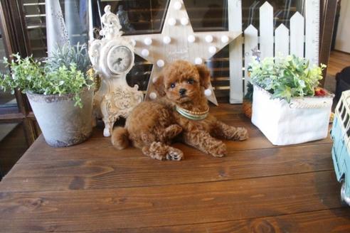 成約済の埼玉県のトイプードル-36815の1枚目