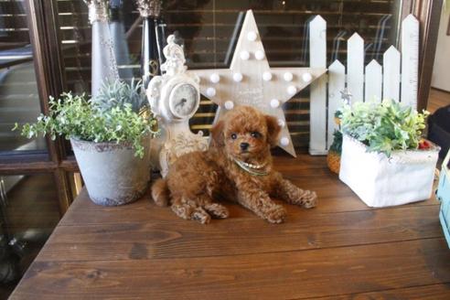 成約済の埼玉県のトイプードル-36815の3枚目