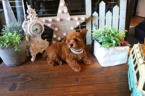 成約済の埼玉県のトイプードル-36816の5枚目