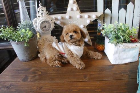 成約済の埼玉県のトイプードル-36817の4枚目