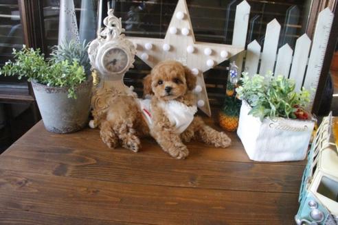 成約済の埼玉県のトイプードル-36817の1枚目