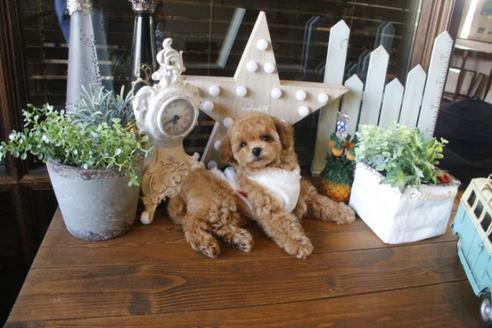 成約済の埼玉県のトイプードル-36817の3枚目