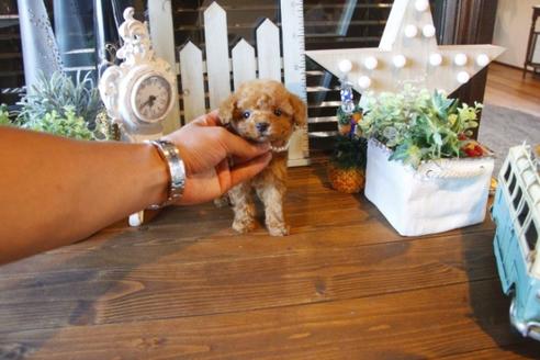 成約済の埼玉県のトイプードル-36818の5枚目