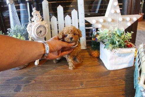 成約済の埼玉県のトイプードル-36818の1枚目