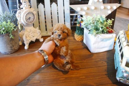 成約済の埼玉県のトイプードル-36818の2枚目