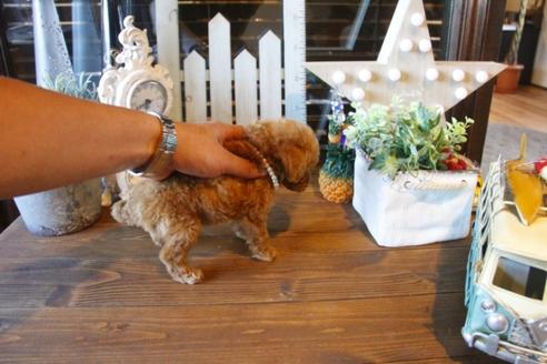 成約済の埼玉県のトイプードル-36818の3枚目