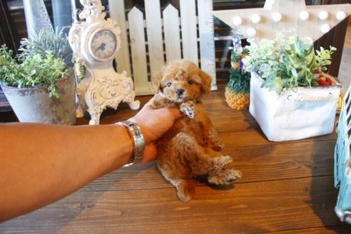 成約済の埼玉県のトイプードル-36818の4枚目