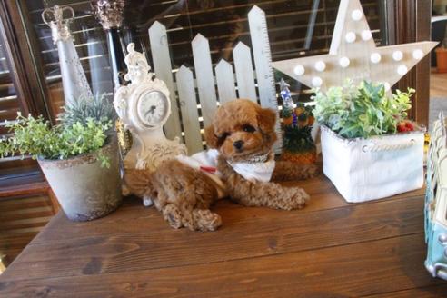 成約済の埼玉県のトイプードル-36819の3枚目