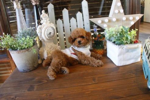 成約済の埼玉県のトイプードル-36819の4枚目