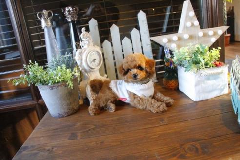 成約済の埼玉県のトイプードル-36819の5枚目