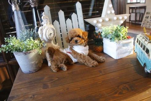 成約済の埼玉県のトイプードル-36819の1枚目