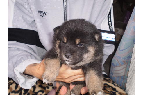 成約済の三重県の柴犬-36842の1枚目