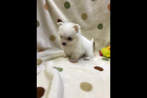 成約済の岐阜県のミックス犬-36846の3枚目