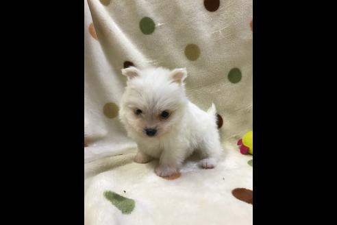 成約済の岐阜県のミックス犬-36846の2枚目