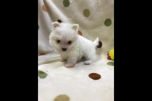 成約済の岐阜県のミックス犬-36846の1枚目