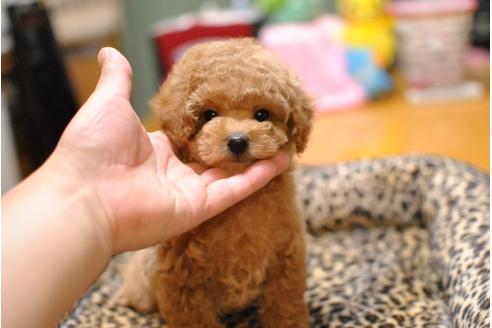 成約済の茨城県のトイプードル-36894の4枚目