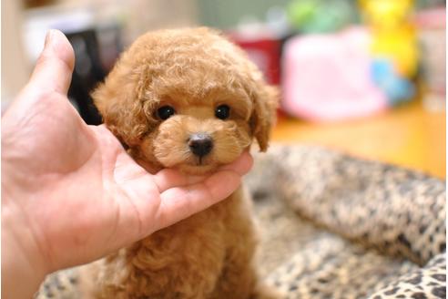 成約済の茨城県のトイプードル-36894の5枚目