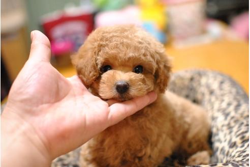 成約済の茨城県のトイプードル-36894の2枚目