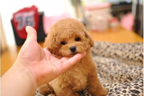 成約済の茨城県のトイプードル-36895の4枚目