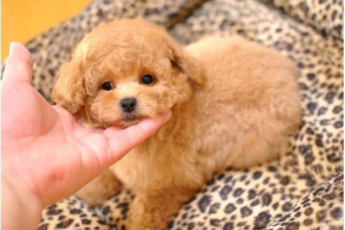 成約済の茨城県のトイプードル-36895の3枚目