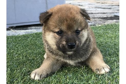 成約済の長崎県の柴犬-36900の4枚目