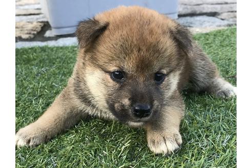 成約済の長崎県の柴犬-36900の5枚目