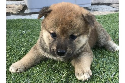 成約済の長崎県の柴犬-36900の1枚目