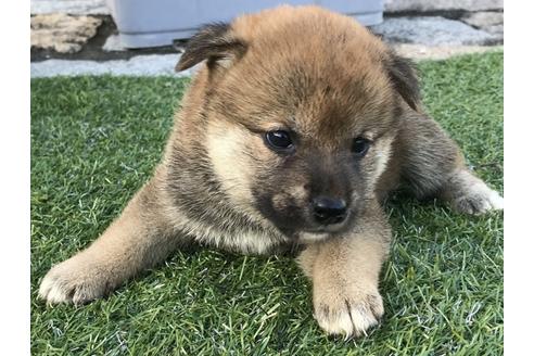 成約済の長崎県の柴犬-36900の2枚目