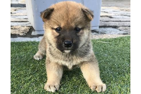 成約済の長崎県の柴犬-36901の4枚目