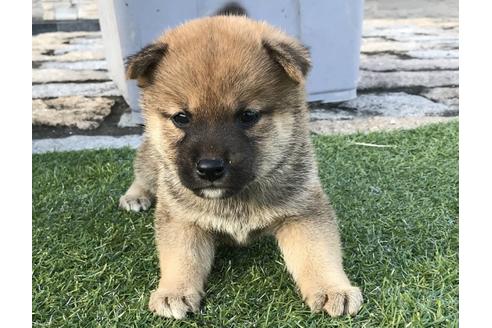 成約済の長崎県の柴犬-36901の5枚目