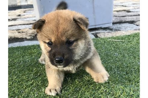 成約済の長崎県の柴犬-36901の1枚目