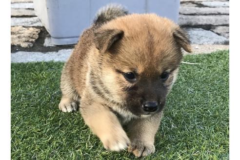 成約済の長崎県の柴犬-36901の2枚目