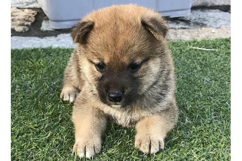 成約済の長崎県の柴犬-36901の3枚目