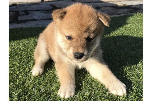 成約済の長崎県の柴犬-36902の4枚目
