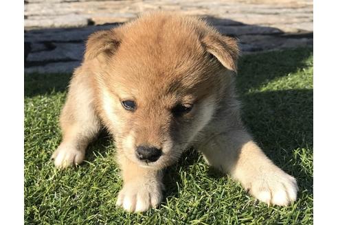 成約済の長崎県の柴犬-36902の5枚目