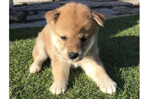 成約済の長崎県の柴犬-36902の1枚目