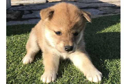 成約済の長崎県の柴犬-36902の2枚目