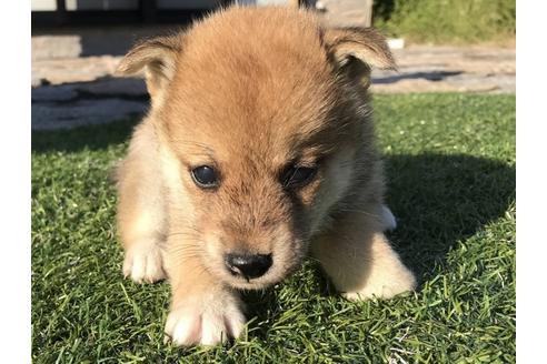 成約済の長崎県の柴犬-36903の3枚目