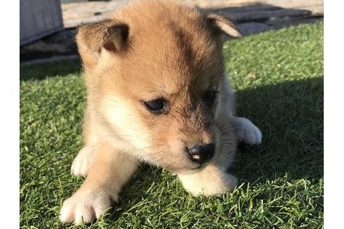 成約済の長崎県の柴犬-36903の4枚目