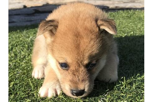 成約済の長崎県の柴犬-36903の5枚目