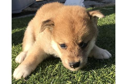 成約済の長崎県の柴犬-36903の1枚目