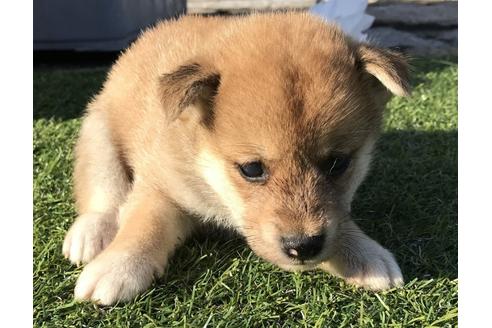 成約済の長崎県の柴犬-36903の2枚目