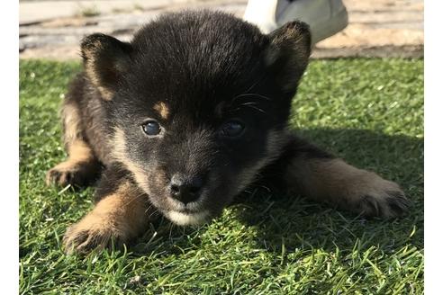 成約済の長崎県の柴犬-36906の5枚目