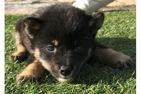 成約済の長崎県の柴犬-36906の1枚目
