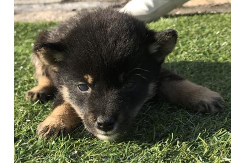 成約済の長崎県の柴犬-36906の3枚目
