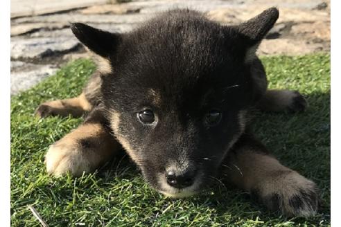 成約済の長崎県の柴犬-36907の4枚目