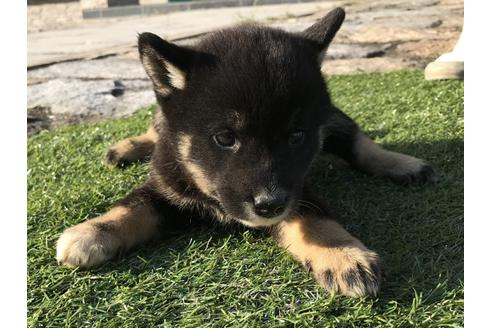 成約済の長崎県の柴犬-36907の5枚目